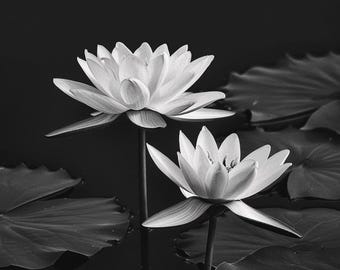 Schwarz weisse Lotus Blume Print: Zen Minimalistische Fotografie (Digitaler Download)