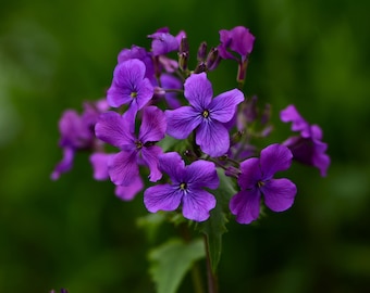 Purple Flower Photography Print: Floral Wall Art (Digital File)