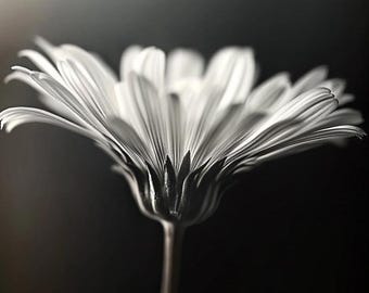 Könnte beinhalten: Schwarz-Weiß-Fotografie einer Gerbera. Die Blume hat viele weiße Blütenblätter, die sich vom Zentrum ausbreiten. Der Stiel ist dunkelbraun, der Hintergrund ist schwarz.