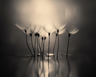 Dandelion Seed Reflection Print: Minimalist Black and White Botanical Art (Digital Download)