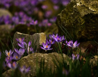 Crocus Flowers Photography Print: Nature Wall Art (Digital Download)