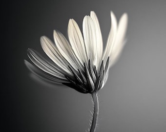 Minimalist Daisy Line Art Print: Black and White Nature Illustration (Digital Download)