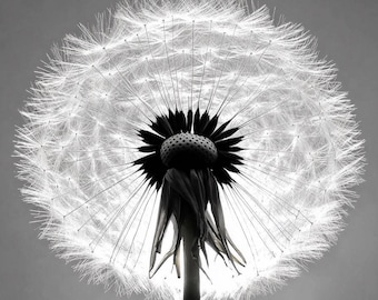 Black and White Dandelion Print: Minimalist Botanical Wall Art (Digital Download)
