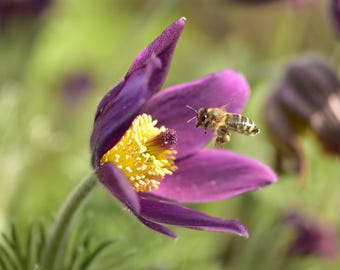 Purple Pasque Flower Photography Print, Nature Photo (Digital Download)