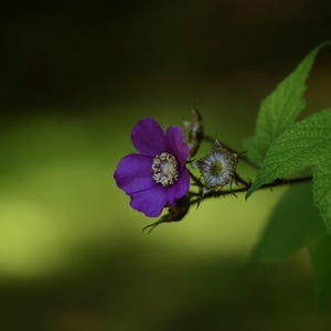 Purple Wildflower Photo for Instant Download – High-Resolution Digital Print