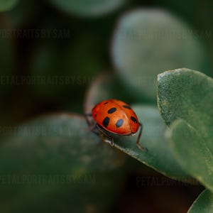 Może przedstawiać: Czerwona biedronka z czarnymi kropkami siedzi na zielonym liściu. Biedronka patrzy w prawo.