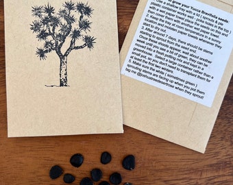 Joshua Tree Seeds, yucca brevifolia, cactus succulent