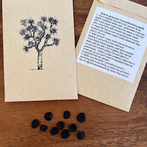 Joshua Tree Seeds, yucca brevifolia, cactus succulent