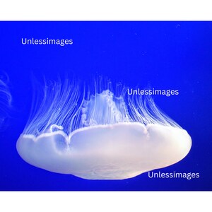 Moon Jelly One