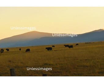 Sunset the Bovine (Yellow)