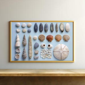 May include: A framed collection of various seashells and stones arranged on a light blue background. The assortment includes spiral shells, scallop shells, and a sea urchin shell, all within a gold-colored frame. The arrangement is displayed on a wooden surface.