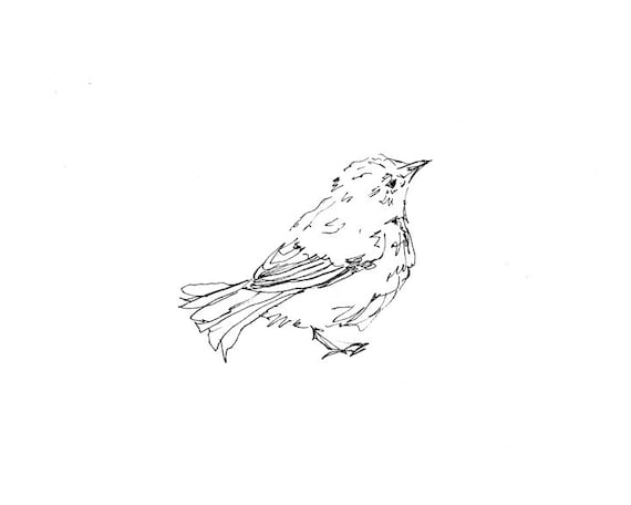Bird Art Giclee Print Warbler Songbird Line Drawing Pen Etsy Bird Art Giclee Print Warbler Songbird Line Drawing Pen Etsy