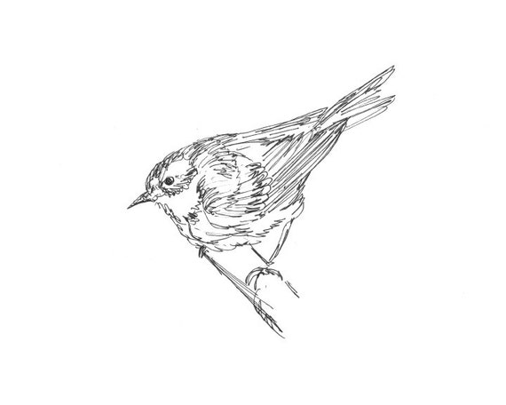 Songbird Art Giclee Print Warbler Bird Line Drawing Pen Etsy