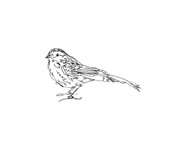 Sparrow Bird Art Giclee Print 8x10 Songbird Line Drawing Etsy Sparrow Bird Art Giclee Print 8x10 Songbird Line Drawing Etsy