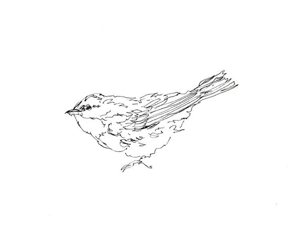 Bird Art Warbler Songbird Line Drawing Giclee Print Pen Etsy Bird Art Warbler Songbird Line Drawing Giclee Print Pen Etsy