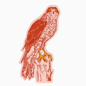 northern goshawk sticker