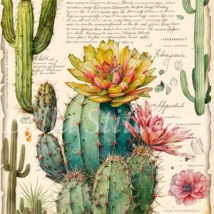 May include: A vintage botanical illustration of various cacti with detailed drawings of their flowers and spines. The illustration is on a cream-coloured background with handwritten text in a cursive font.