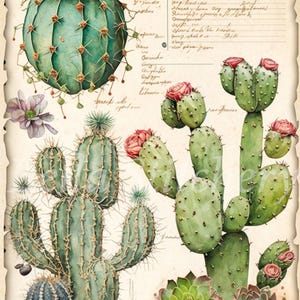 May include: A vintage botanical illustration featuring various cacti and succulents. The illustration includes a large, round cactus with a pink flower, a tall, slender cactus with multiple arms, a prickly pear cactus with pink flowers, and a small, rosette-shaped succulent.