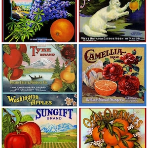 Set mit 6 Vintage-Frucht-Etiketten-Samenpackungsbildern - Baumwollstoff-Blöcke