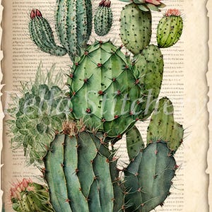 May include: Watercolor illustration of various cacti in shades of green, with red and pink accents. The image features different cactus shapes and sizes, some with flowers, set against a vintage paper background.