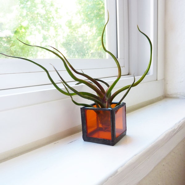 Air plant holder - single stained glass box - Orange with Tillandsia Bulbosa Air Plant