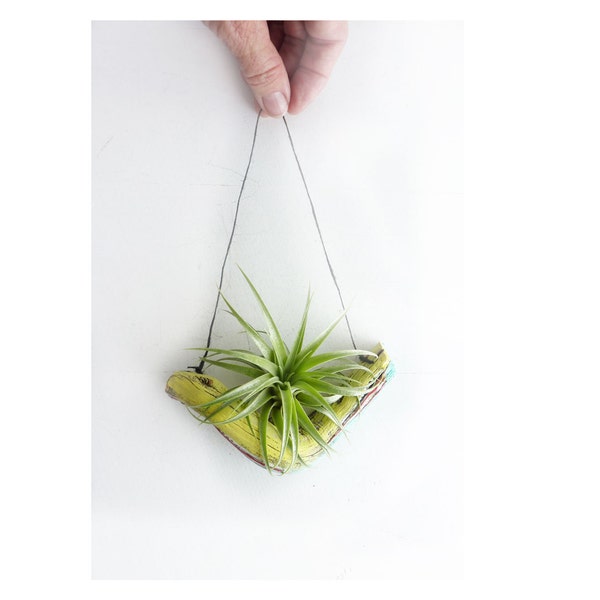 Air Plant on Painted Wood- Pastel Rainbow with  air plant