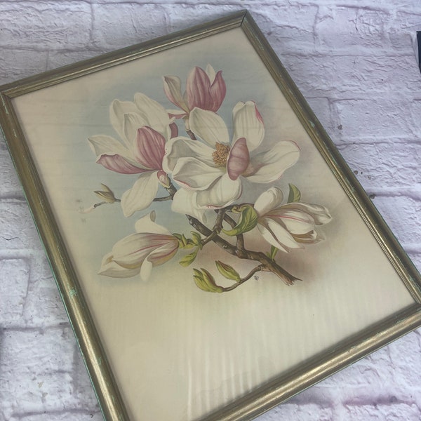 Vintage 1950’s Era Framed Litho Magnolia Blossoms