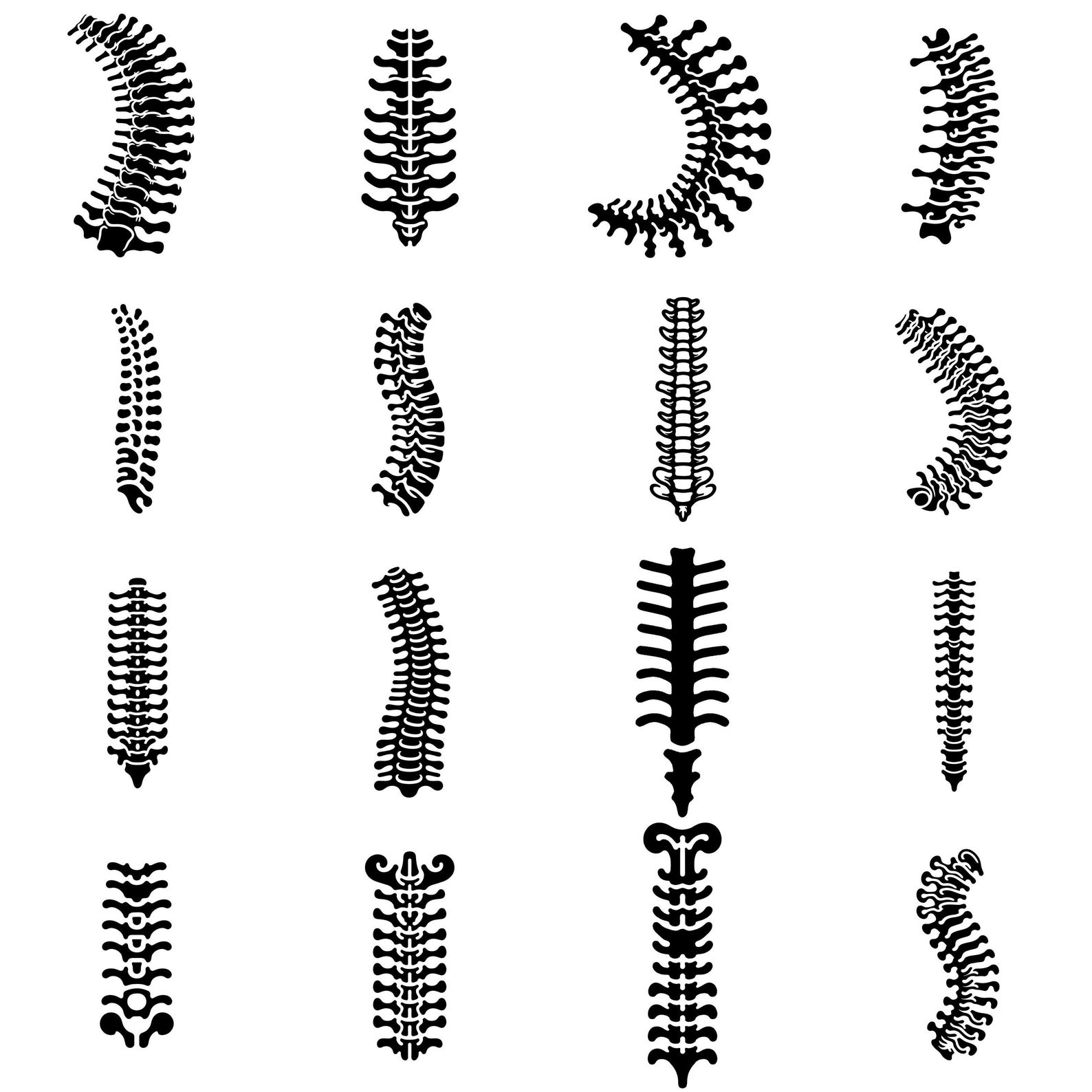Spine Anatomy SVG Bundle: Vector Designs for Cricut & Silhouette (PDF ...