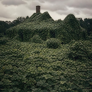 May include: A small house completely covered in dense green ivy and climbing vines, with only a single brick chimney visible protruding from the roofline. The structure is surrounded by a thick field of low-lying green foliage under a cloudy sky.