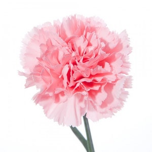 Carnation Organic Perfume image 2