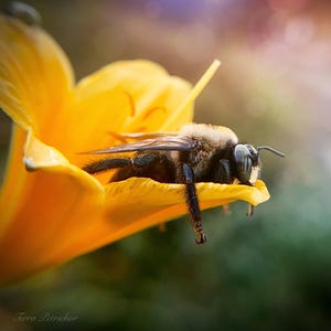 May include: A black and yellow bee with green eyes sits on a yellow flower petal.