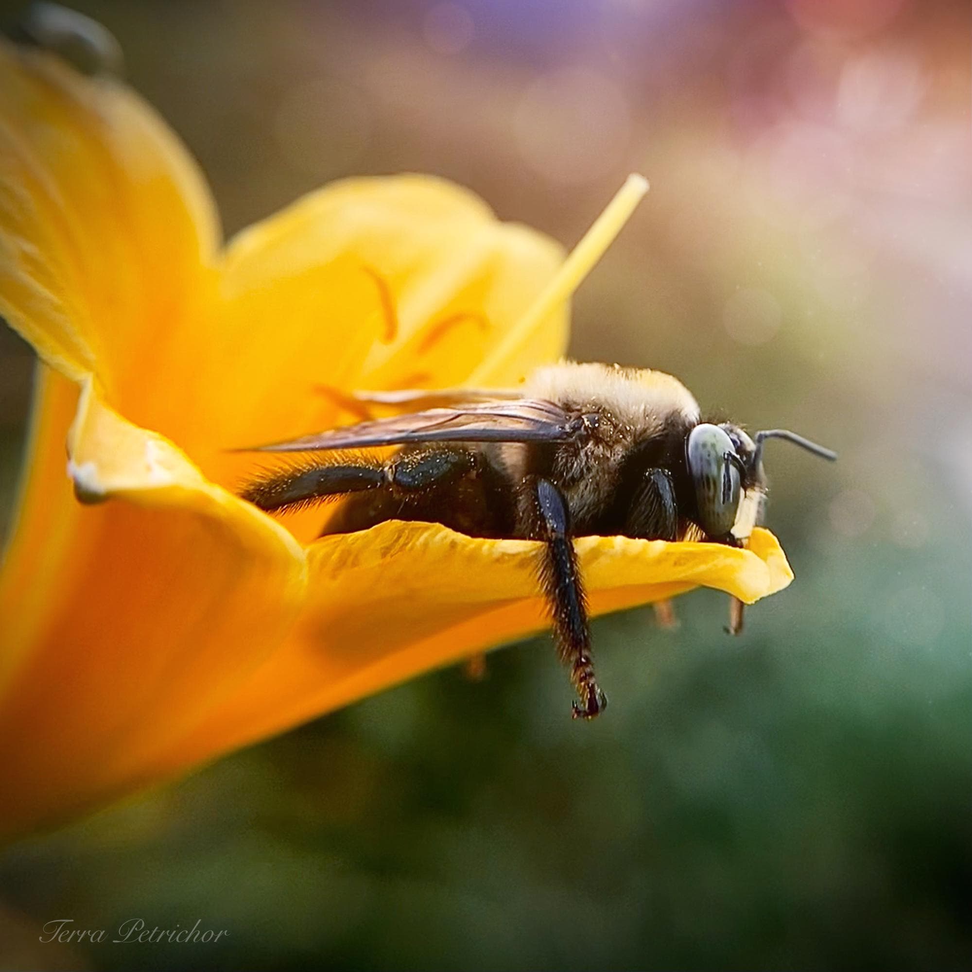 Sleepy Bee Resting on a Flower - Macro Photography Print - Etsy