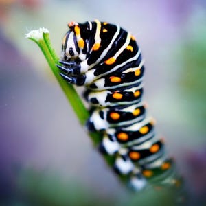 May include: A black, white and orange caterpillar with black and white stripes and orange spots is curled up on a green stem.