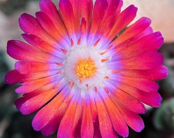 Flower Print Bundle - Macro Nature Prints