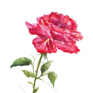 Original Red Rose Watercolor Mr. Lincoln Rose Watercolor - Etsy