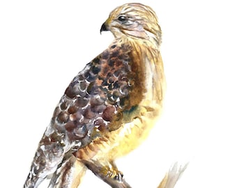Red shoulder hawk watercolor, archival print. hawk,  bird lovers gift, hawk painting. bird artwork,birders gift,rapture painting, birders