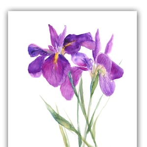Cartes florales pourpres iris, cartes iris-cartes amoureux floral-cartes botaniques-carte floral aquarelle-cartes de remerciement floral