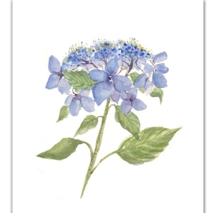 Blue Lace Cap Hydrangea note cards. floral art. hydrangea watercolor cards. botanical watercolor. hydrangea painting