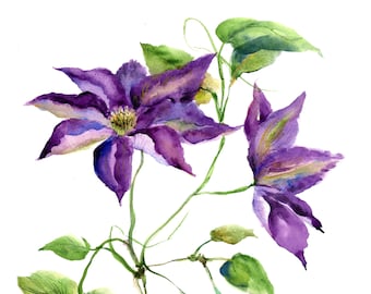 clematis print-  watercolor clematis flower print-  watercolor floral art- purple clematis painting- botanical flower print- violet