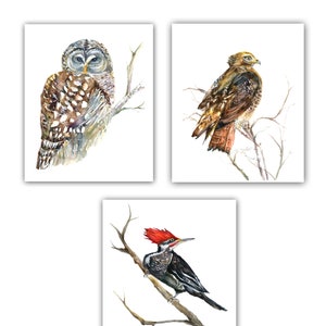 Cartes d'oiseaux, coffret, cadeau de bois, carte de hibou, carte de pic, cadeau d'amant d'oiseau, cadeau d'ornithologues, buse à queue rouge, cadeau stationnaire d'oiseau