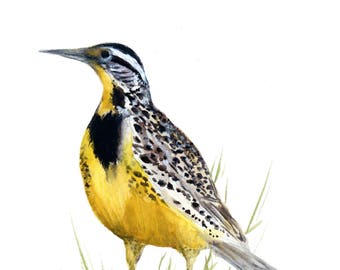 Meadowlark watercolor Giclee print-  meadowlark print-  bird lovers gift, meadowlark - bird artwork- meadowlark art print