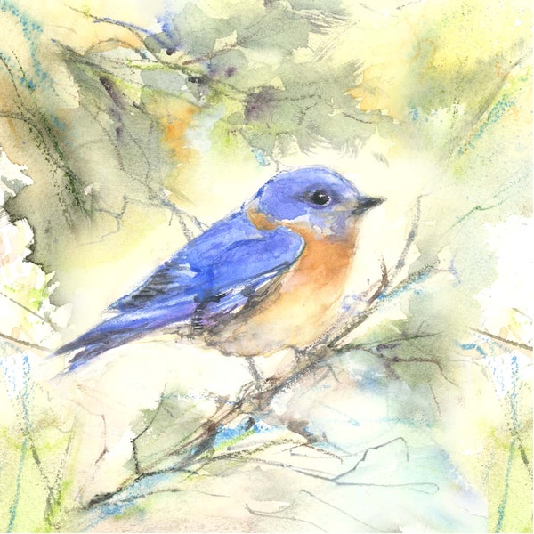 Bluebird print-  birders gift-  bluebird  gift-   songbird art- bluebird art- watercolor bird print