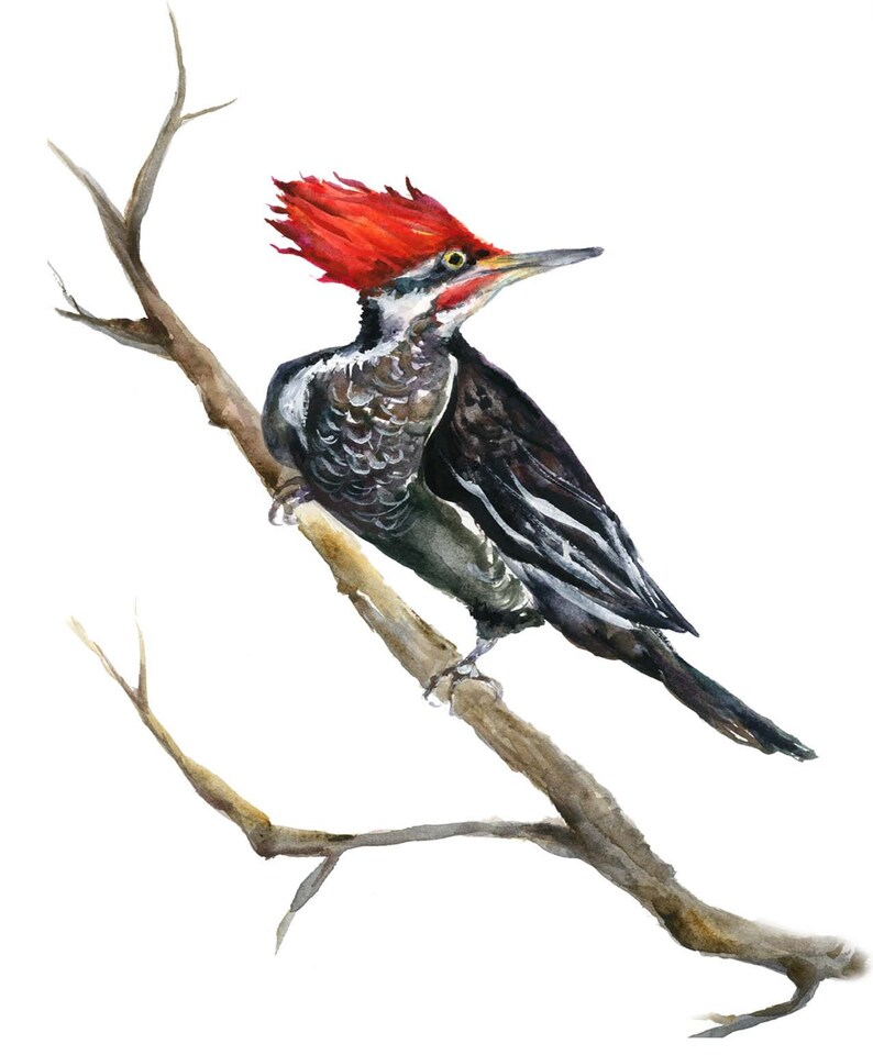 Pileated Woodpecker watercolor painting bird art Archival | Etsy