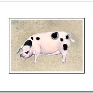 Pig note card.  thank you cards-spotted pig- pig painting- watercolor pig paintings- thank you cards