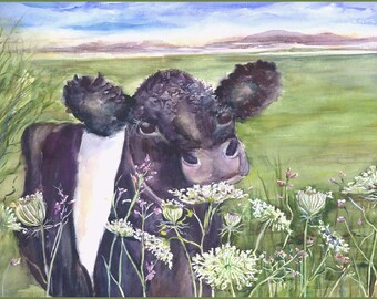 belted galloway print- belty watercolor print- cow with queen Ann's lace- Belted Galloways painting- belty lovers