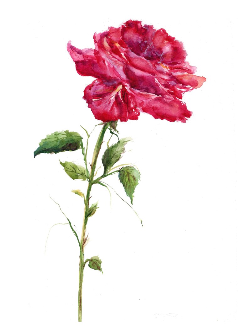 Red rose watercolor print watercolor floral art botanical | Etsy