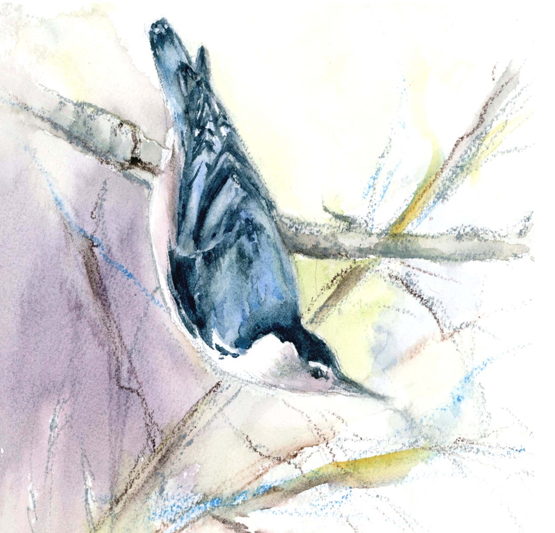 Nuthatch Bird Print Birders Gift Nuthatch Gift Songbird Art Bluebird