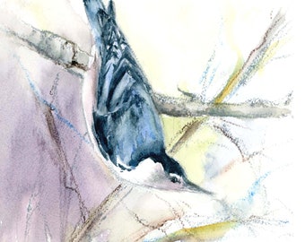 Nuthatch bird print-  birders gift-  Nuthatch gift-   songbird art- bluebird art- watercolor bird print
