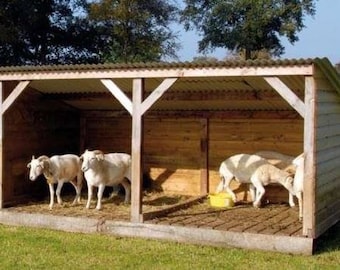 May include: A wooden shelter with a corrugated metal roof provides shade for four white sheep. The shelter has two separate stalls with a yellow bucket in one.