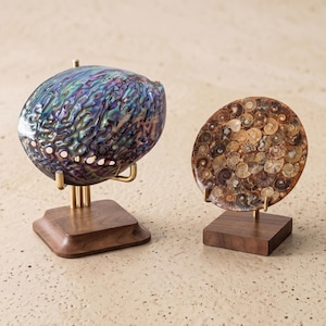 May include: Two decorative items on display. One is a large, iridescent abalone shell, mounted on a wooden base with brass supports. The other is a fossilised ammonite, also displayed on a wooden base with brass supports.